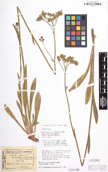 spécimen de Hieracium calodon